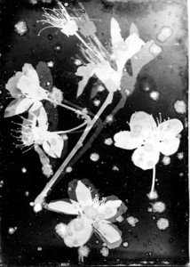Photogramme, Sakura (fleurs de cerisiers)