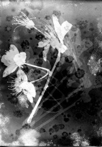 Photogramme, Sakura (fleurs de cerisiers)