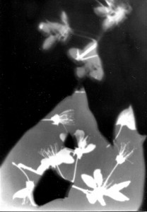 Photogramme et superposition, Sakura et main