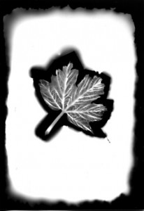 Photogramme, Feuille
